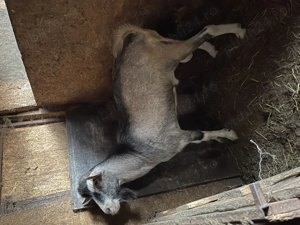 Vand tap metis de sannen si  toggenburg - imagine 4