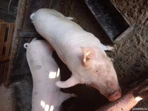 Porci de vânzare  - imagine 3