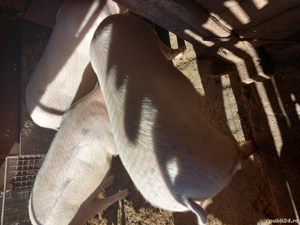 Porci de vânzare  - imagine 2