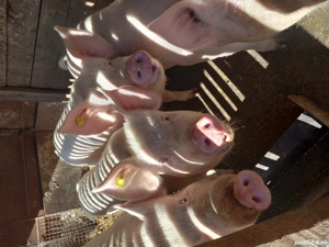 Porci de vânzare  - imagine 4