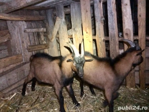 Țapi alpina franceză - imagine 2