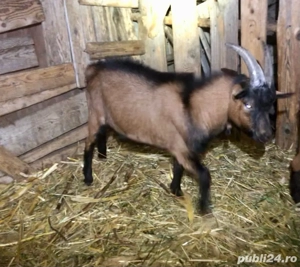 Țapi alpina franceză - imagine 3