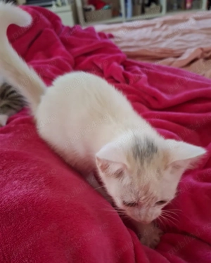 Pisica alba Masculin - complet Alb - imagine 3