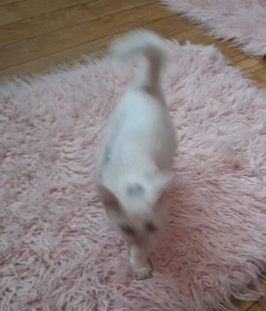  Pisica alba Masculin  - complet Alb 