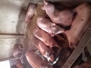 Porci de vanzare.....se arvunesc pt Crăciun! - imagine 2