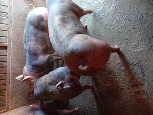 Porci de vanzare.....se arvunesc pt Crăciun! - imagine 4