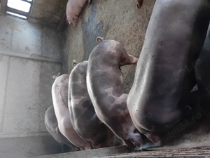Porci de vanzare.....se arvunesc pt Crăciun! - imagine 3