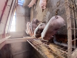 Porci de vanzare.....se arvunesc pt Crăciun!