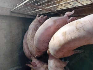 Porci de vanzare.....se arvunesc pt Crăciun! - imagine 5