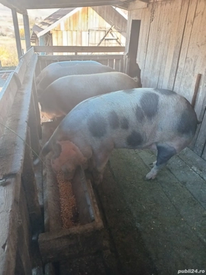 porci de vanzare - imagine 2