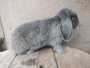 Vând iepure femelă 