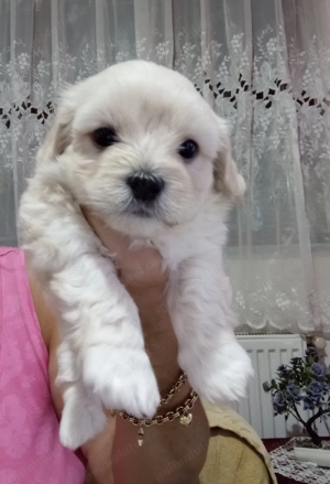 Suntem drăguți și căutăm o nouă căsuța unde sa fie iubiți  - imagine 3