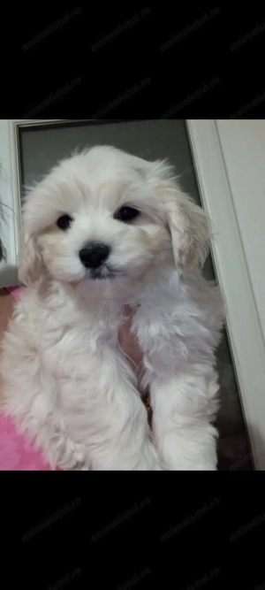 Suntem drăguți și căutăm o nouă căsuța unde sa fie iubiți  - imagine 2