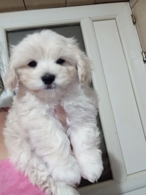 Suntem drăguți și căutăm o nouă căsuța unde sa fie iubiți  - imagine 4