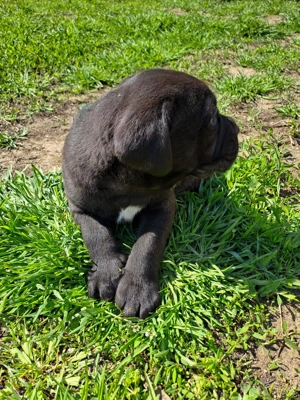 Pui de Cane corso de vanzare - imagine 4
