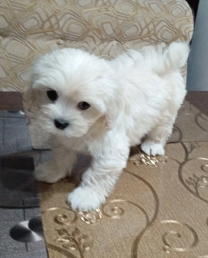 Suntem drăguți și căutăm o nouă căsuța unde sa fie iubiți  - imagine 9