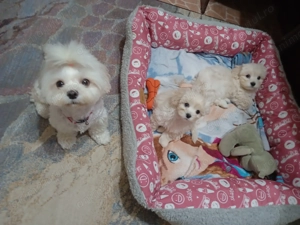 Suntem drăguți și căutăm o nouă căsuța unde sa fie iubiți  - imagine 7