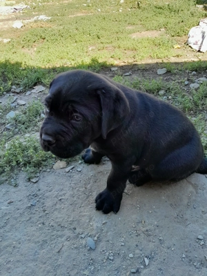 Pui de Cane corso de vanzare - imagine 6
