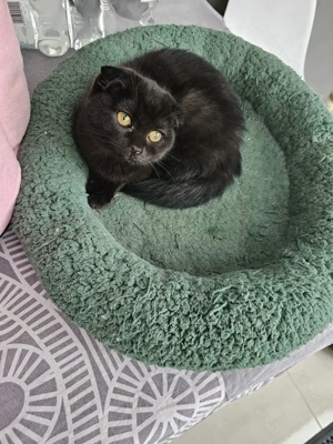 Scottish Fold - imagine 3