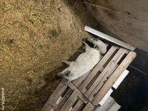 vand pereche porci mangalita 