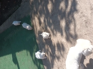 Bison maltez originali