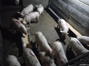 Vând purcei  - imagine 3