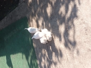 Bison maltez originali - imagine 2