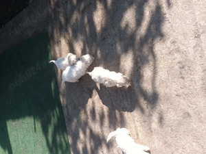 Bison maltez originali - imagine 3