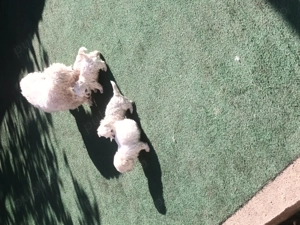 Bison maltez originali - imagine 4