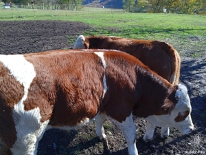 Vând 2 tăurași frumoși  - imagine 2