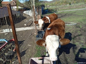 Vând 2 tăurași frumoși  - imagine 3