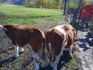 Vând 2 tăurași frumoși  - imagine 4