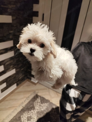 Vând bichon maltez mini toy 