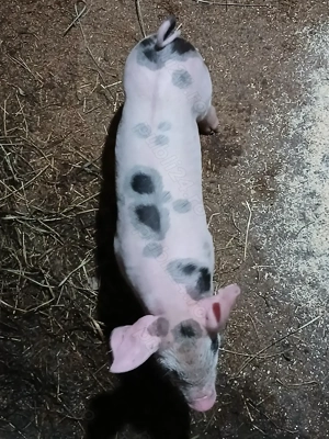 Purceii de vânzare.  - imagine 2