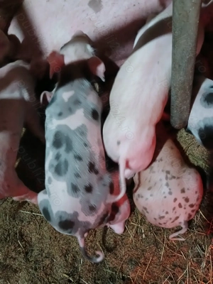 Purceii de vânzare.  - imagine 4