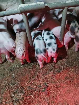 Purceii de vânzare.  - imagine 5