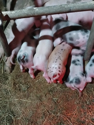 Purceii de vânzare.  - imagine 3