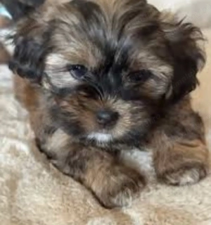 Bichon Havanez fetițe  650 lei