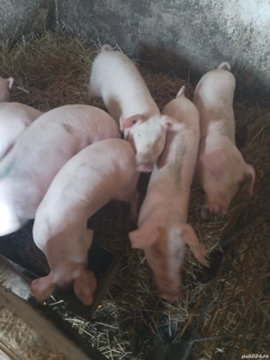 vand soldani  - imagine 2