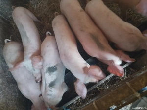 vand soldani  - imagine 3