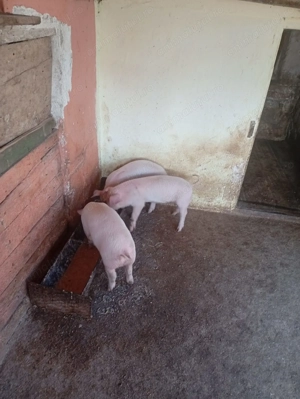 Disponibili 7 săptămâni 