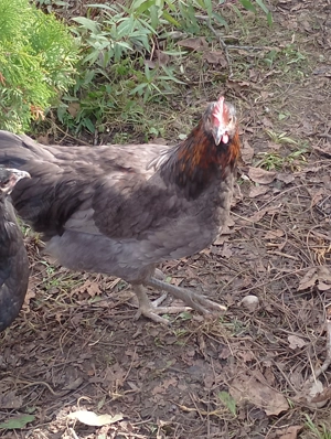 Cocoși tineri de vânzare  - imagine 3