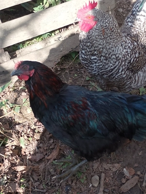 Cocoși tineri de vânzare 