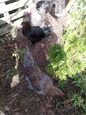 Cocoși tineri de vânzare  - imagine 5