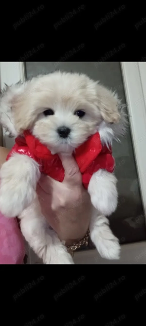 Bichoni Havanese, căutăm o nouă căsuța unde să fie iubiți  - imagine 3