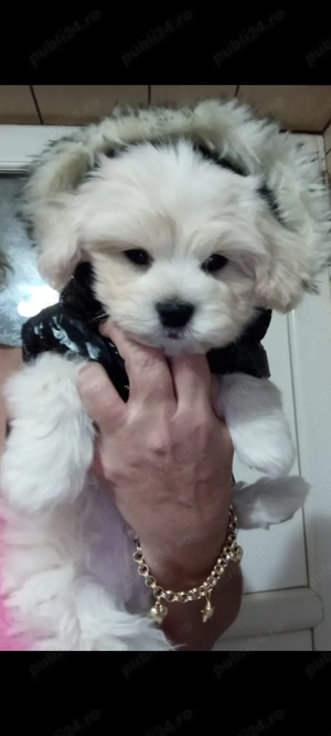 Bichoni Havanese, căutăm o nouă căsuța unde să fie iubiți  - imagine 5