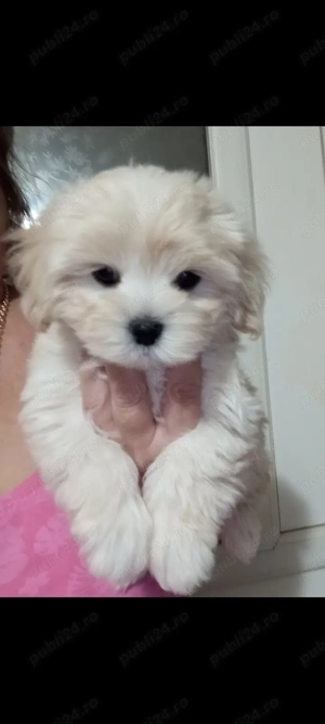 Bichoni Havanese, căutăm o nouă căsuța unde să fie iubiți  - imagine 2