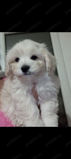 Bichoni Havanese, căutăm o nouă căsuța unde să fie iubiți 