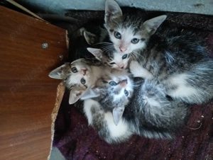 Donez 4 puiuți de pisica