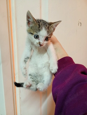 Donez 4 puiuți de pisica - imagine 4